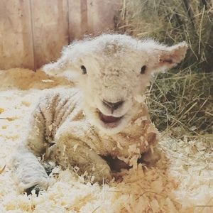 Meet your Posher, Posh